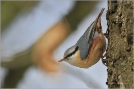 <p>BRHLÍK LESNÍ (Sitta europaea) /Eurasian nuthatch - Kleiber/</p>